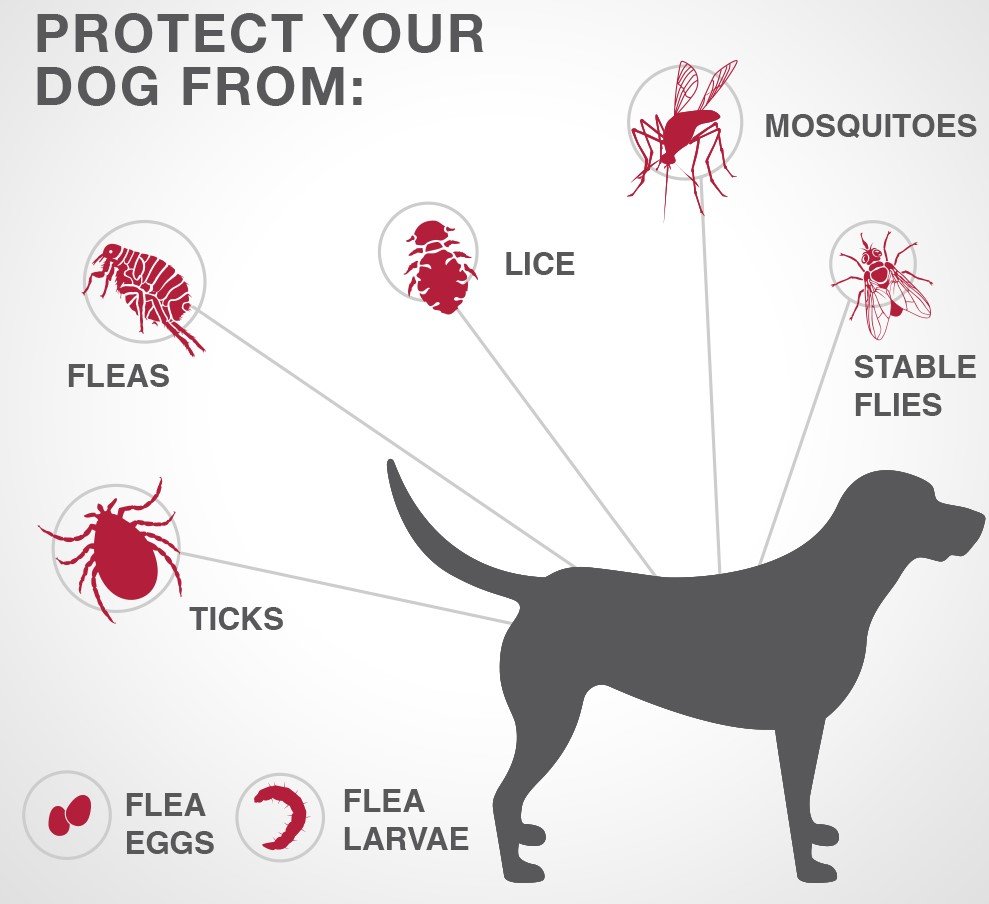 How to rid your house from fleas?